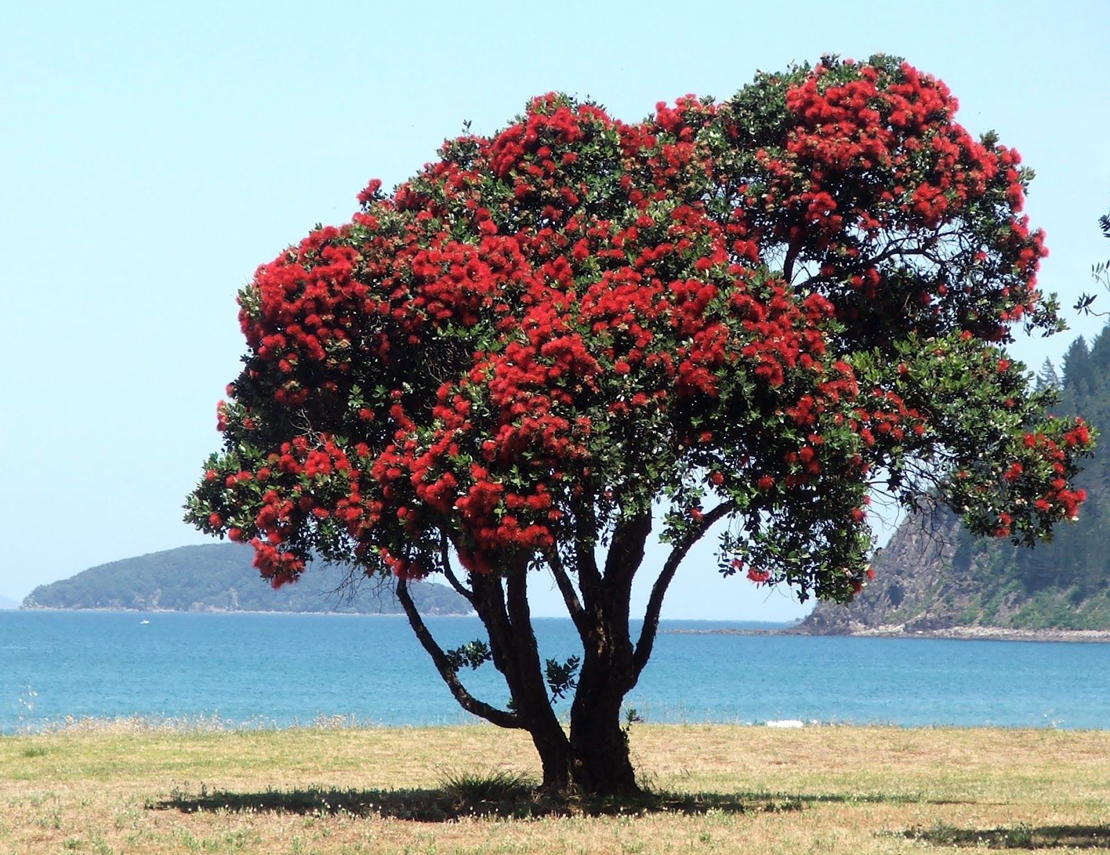 Pohutukawa