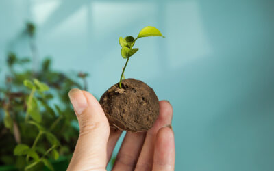 Seed Bombs: An Ancient Technique Reviving Native Biodiversity