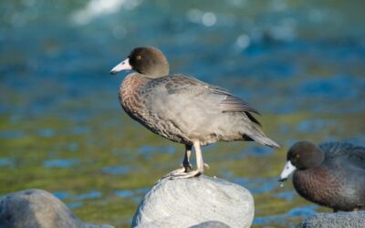 Learn about our iconic blue duck/whio, that’s only found in New Zealand and faces a risk of becoming extinct