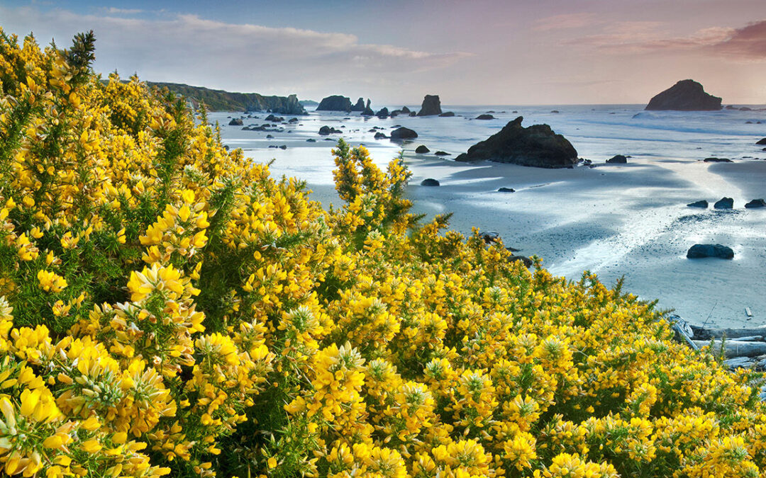 How gorse has become the natives’ friend