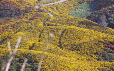 How To Turn Gorse Into Native Forests