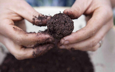 How to Make Native Seed Bombs