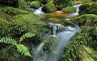 What are the benefits of using seed bombs for biodiversity in New Zealand?